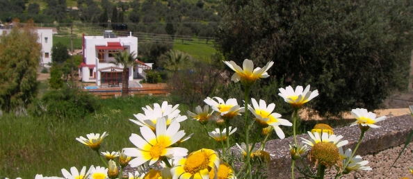 <p>The village of Pitsidia is located about 70 km south of Heraklion with an estimated population of about 700. It belongs to the same municipality as Matala.</p>
<p>At an altitude of 80 m and only 1 km away from Kommo beach, the village enjoys one of the area's best climates.</p>
<p>The village has hospitality rooted in its tradition since it was the first village in the area to develop its tourism, making it one of the most sought out destinations, especially by families.</p>
<p>With its clean, well-looked after lodgings and family taverns, Pitsidia have kept its visitors' life quality at a high level.</p>
<p>After all, it is not by chance that 3 generations of families have been visiting and eventually buying plots of land on which to build their own houses in Pitsidia.</p>
<p>In addition to the above its easy access to other locations has helped mark it as an ideal holiday destination for foreigners and Greeks alike.</p>